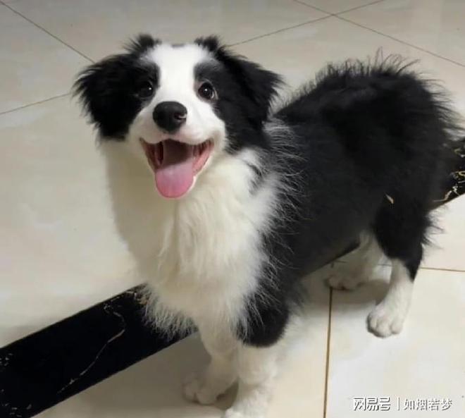 前舔主人眼泪宠物医生一句话全家懵了澳门新葡京边牧咬伤男孩被安乐死注射(图2)